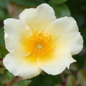 'Mermaid' rose; light yellow single and amber stamens, 5 inch flowers