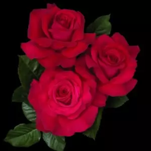 'Let Freedom Ring™' rose; flowers are strawberry red, 5 inc
