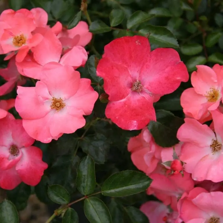 Groundcover