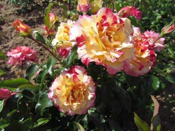 'Camille Pissarro™' rose; striped yellow and red, 3 inch flowers