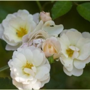 Closeup; 'Elenore Galore' rose; creamy white /yellow stamens