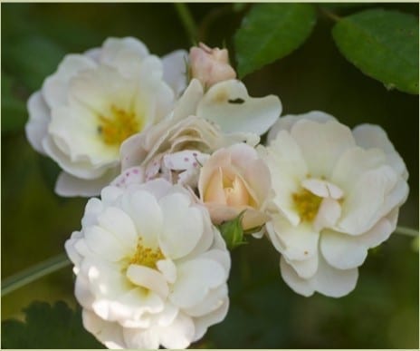 Closeup; 'Elenore Galore' rose; creamy white /yellow stamens