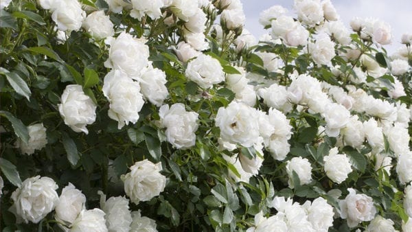 'Elenore Galore' rose; creamy white /yellow stamens, 2 inch flowers