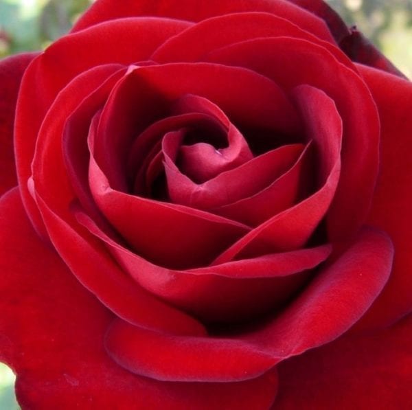 Closeup; 'Forever Yours®' rose, fire engine red, 4.25 inch flowers