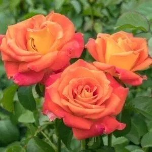 'Burst of Joy®' mature rose, orange blooms with yellow throat