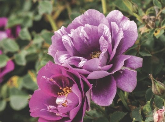 'Eyeconic Plum Lemonade®' rose; light lavender w/ dark plum center, 2 inch flowers