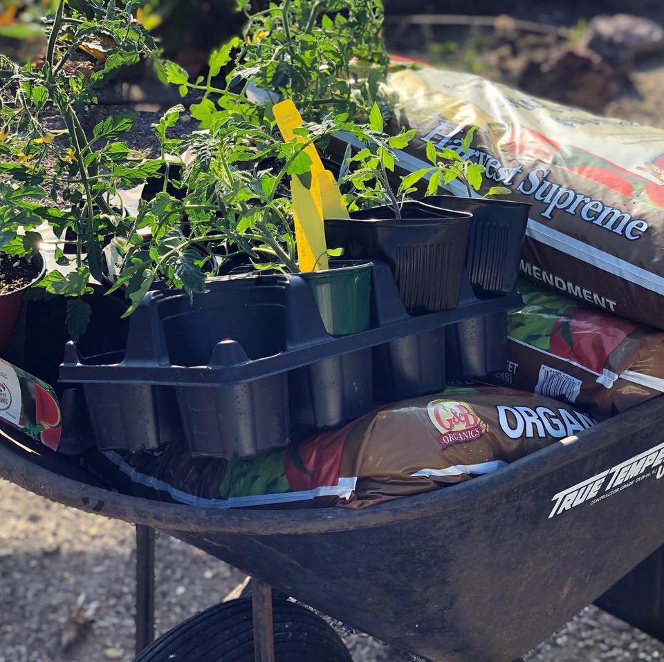 Potted tomato seedlings sit in a wheelbarrow on top of bags of potting soil