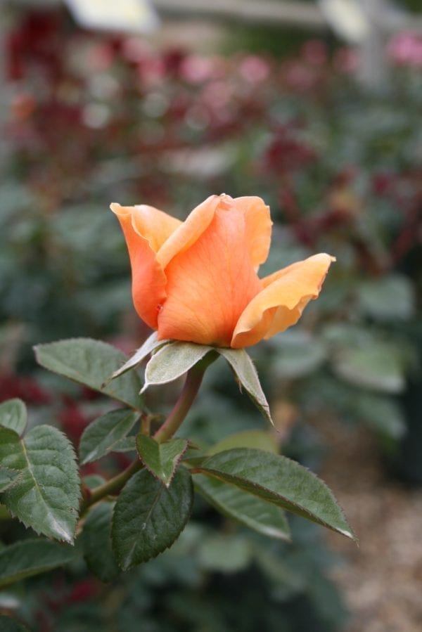 Closeup; 'Abbaye de Cluny™' rose, apricot-orange yellow blend 4.5 inch flowers