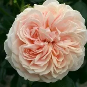 Closeup; 'Cream Veranda®' rose