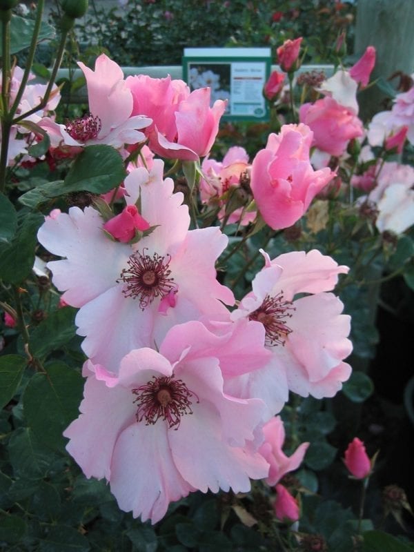 'Dainty Bess' rose; light pink flowers, w/salmon shades, red-yellow stamens