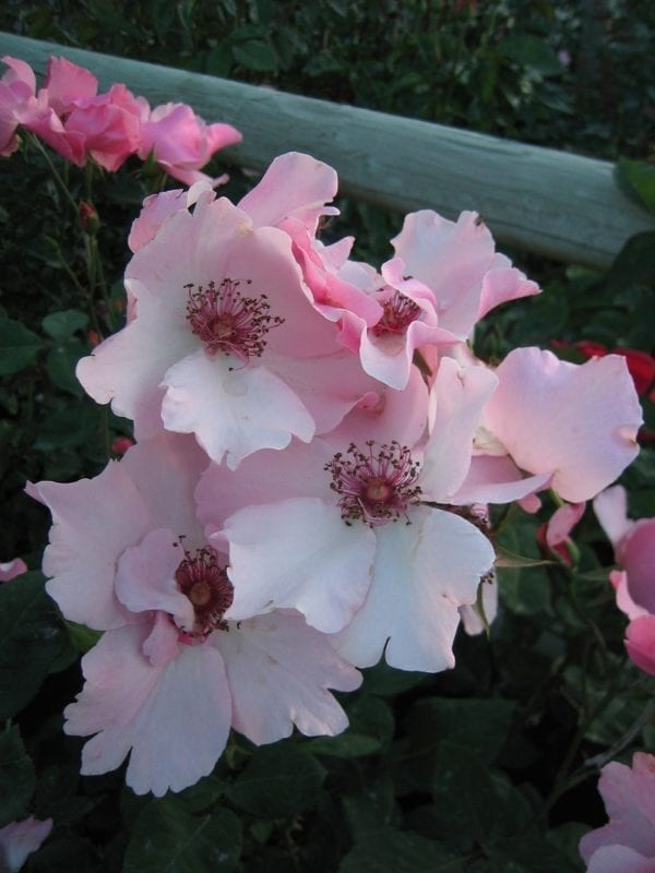 'Dainty Bess' rose; light pink flowers, w/salmon shades, red-yellow stamens