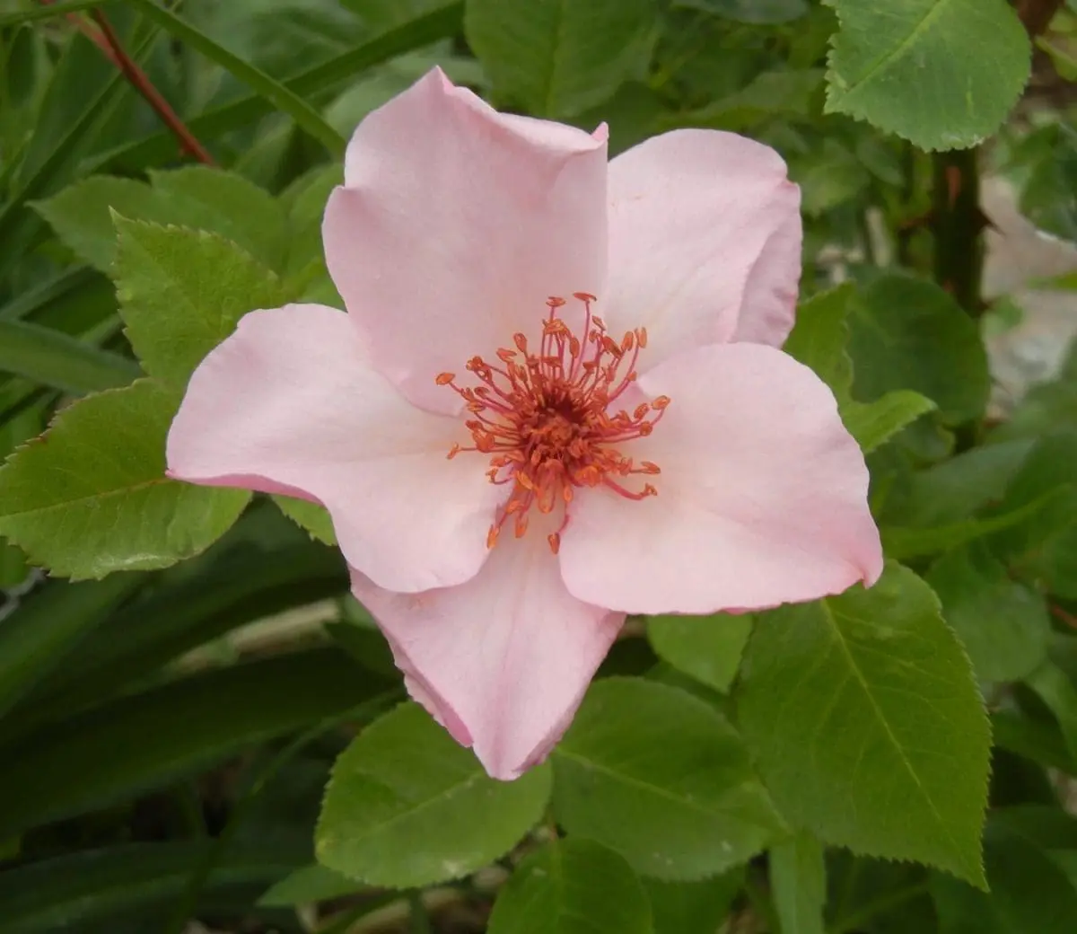 Closeup; 'Dainty Bess' rose