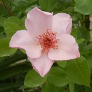 Closeup; 'Dainty Bess' rose