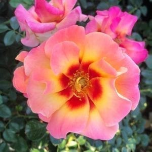 'Eyeconic® Mango Lemonade' rose, apricot-pink flowers with dark red eye