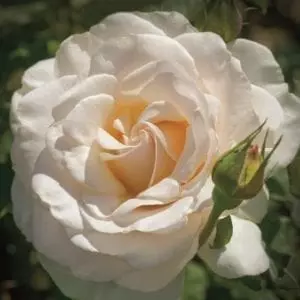 Closeup; 'French Lace' rose, creamy white flowers with light apricot undertones