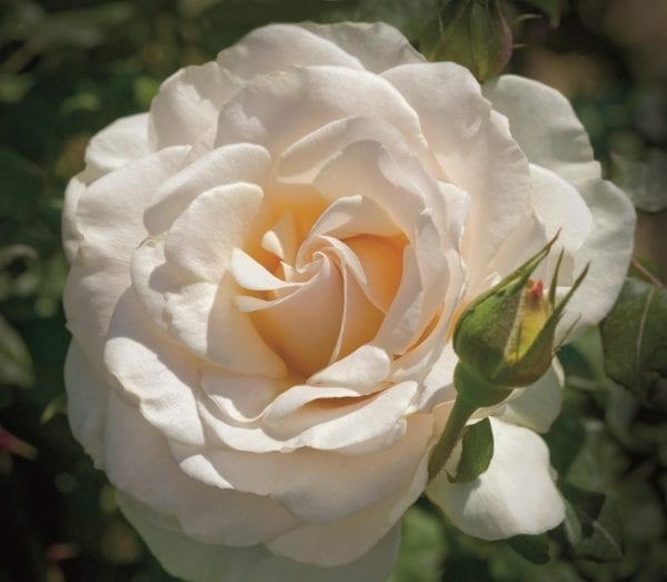 Closeup; 'French Lace' rose, creamy white flowers with light apricot undertones