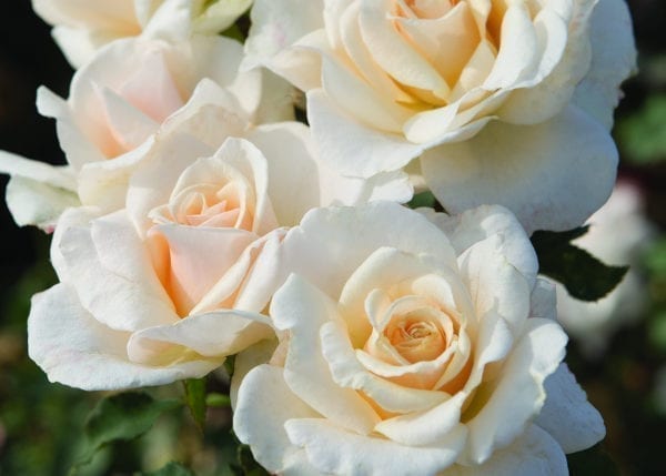 'French Lace' rose, creamy white flowers with light apricot undertones