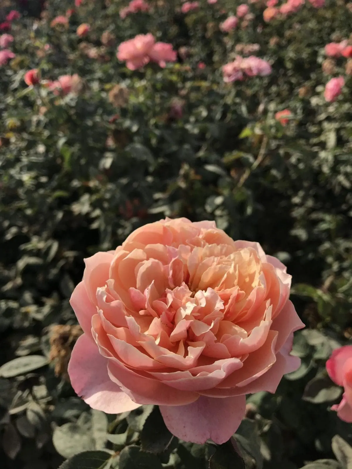 Closeup; 'State of Grace®' rose