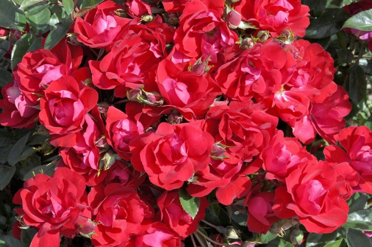 'Kardinal Kolorscape®' rose shrub, thick with medium red blooms