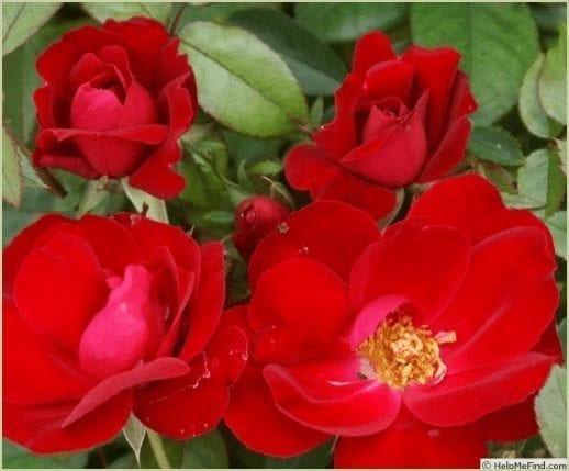 Closeup; 'Kardinal Kolorscape®' rose with medium-red blooms