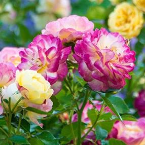 'Huntington’s 100th™' roses, with yellow kissed-pink flowers