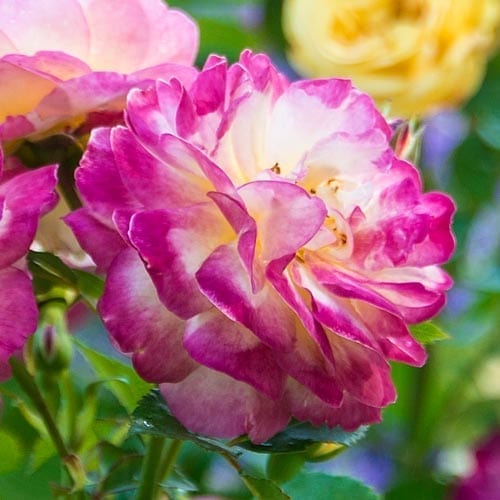 Closeup; 'Huntington’s 100th™' roses, with yellow kissed-pink flowers
