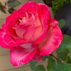 Closeup; 	'Love at First Sight®' rose, flowers are red and white bicolor