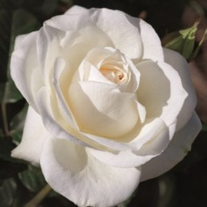 Closeup; 'Moondance' rose, creamy white blooms