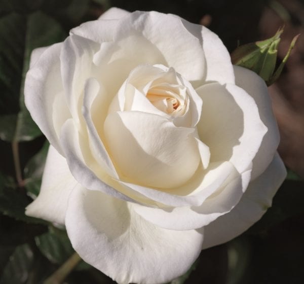 Closeup; 'Moondance' rose, creamy white blooms