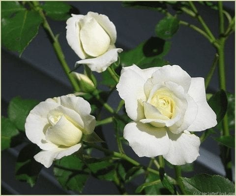 'Moondance' rose, creamy white blooms