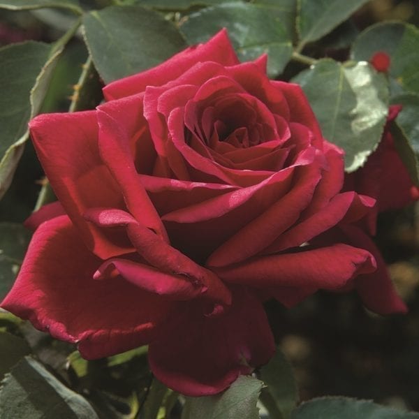 'Papa Meilland®' rose; flowers are 4.5 inch, dark velvety crimson