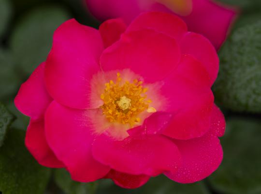 Closeup; 'Pink Brick House®' rose; flourscent pink flowers