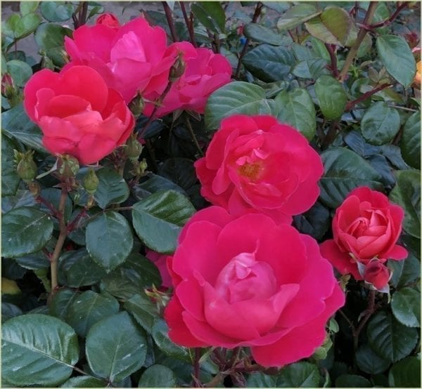 'Pink Brick House®' rose; flourscent pink, 2.5 inch flowers