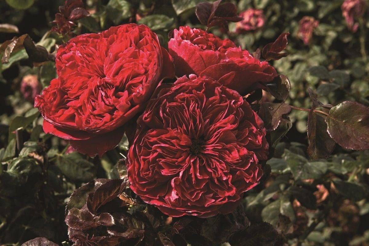 'Rouge Royale™' rose; flowers are raspberry-red, old fashioned.