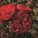 'Rouge Royale™' rose; flowers are raspberry-red, old fashioned.