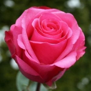 'Stiletto®' rose; flowers are deep magenta