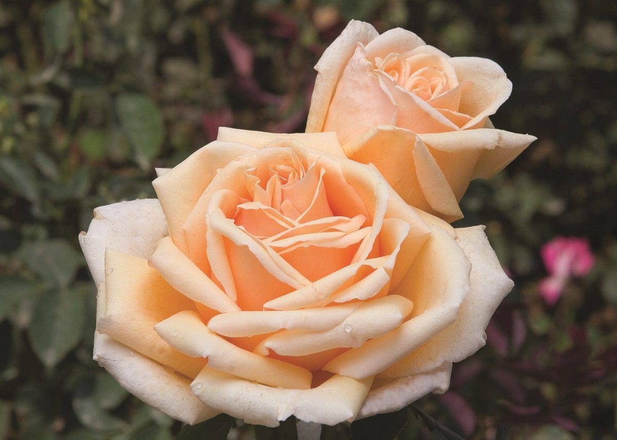 'Valencia' rose;  flowers are creamy apricot with copper undertones