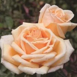 'Valencia' rose;  flowers are creamy apricot with copper undertones