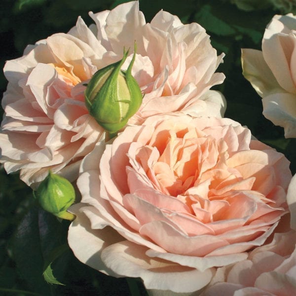 'Cream Veranda®' rose; flowers are creamy apricot, lighter outside