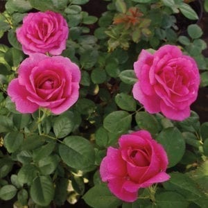 'Della Reese' rose;  with magenta-fuchsia blooms