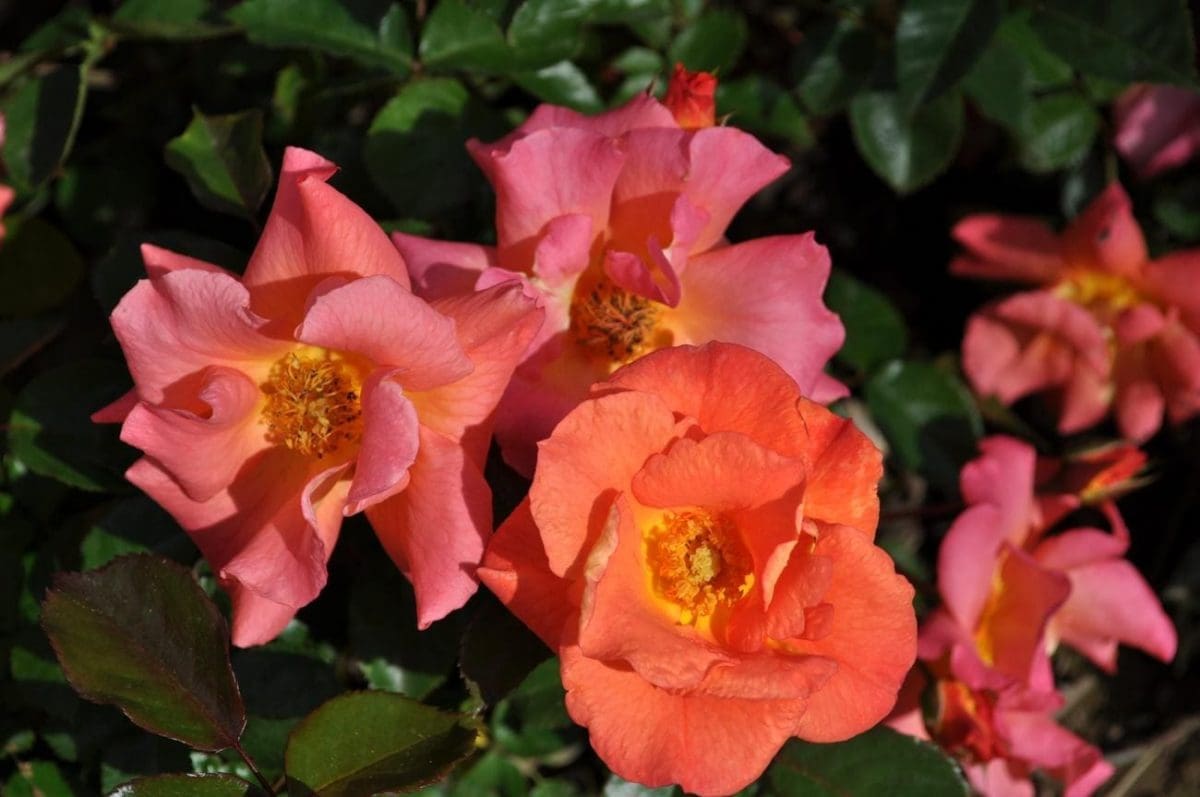 'Firecracker Kolorscape®' rose; bright orange w/ yellow stamens, 2.75 inch flowers