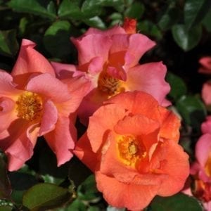 'Firecracker Kolorscape®' rose; bright orange w/ yellow stamens, 2.75 inch flowers
