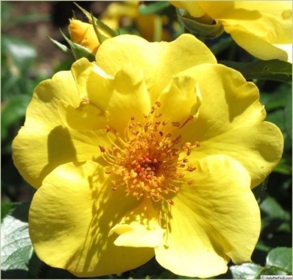 'Lemon Fizz Kolorscape®' rose; deep yellow, orange stamens, 3.5 inch flowers