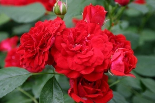 'Roxanne Veranda®' rose; dark red 2.25 inch flowers
