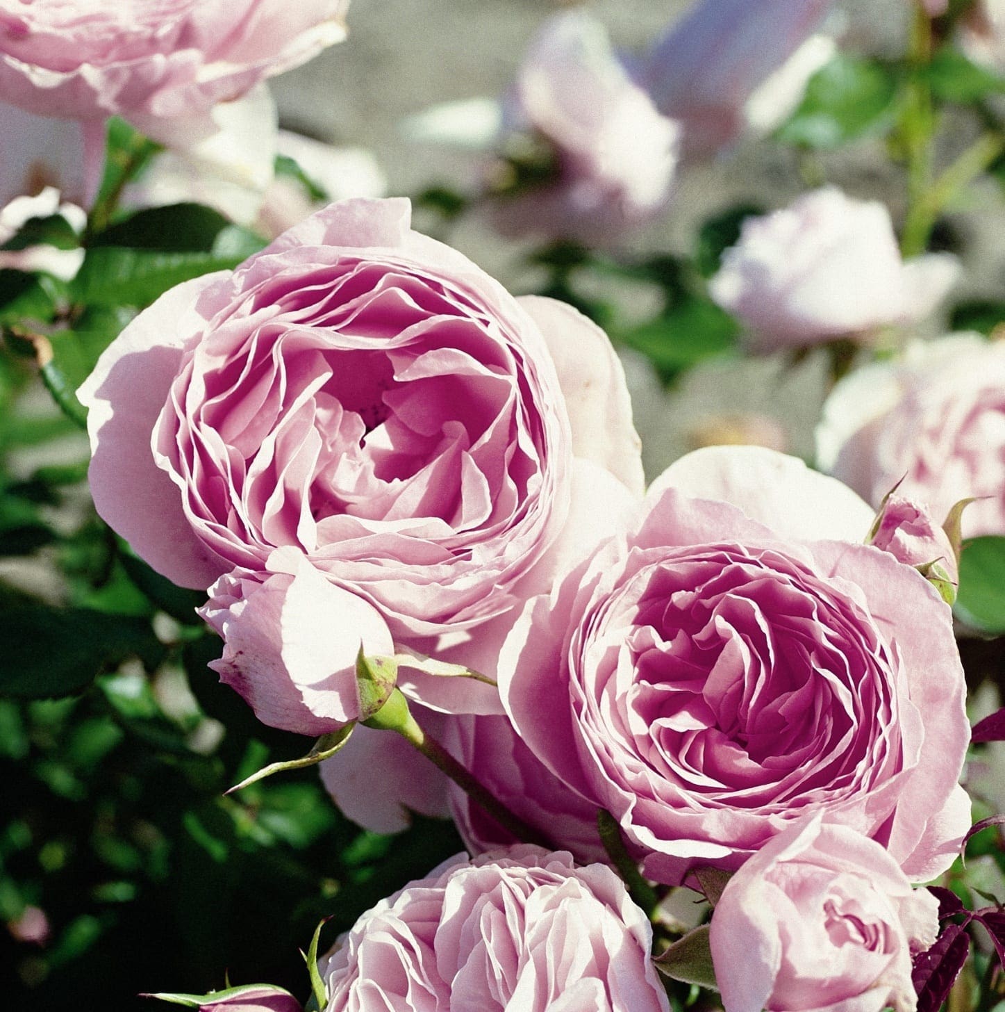 Scotch Rose, Rosa Poppius, Beautiful Sweet Scented Shrub Rose