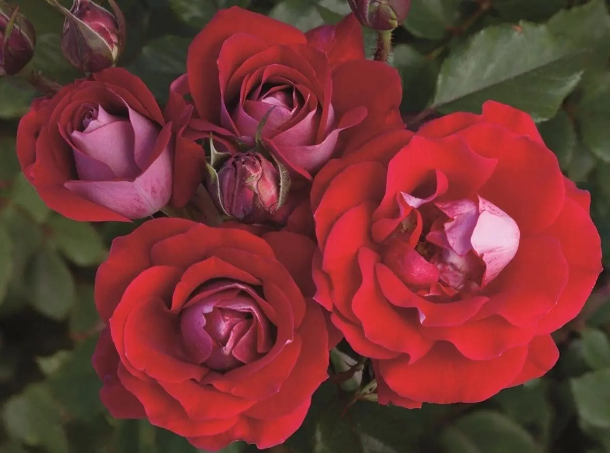 Closeup; 'Take it Easy®' rose, velvety dark-red flowers w/ pink reverse