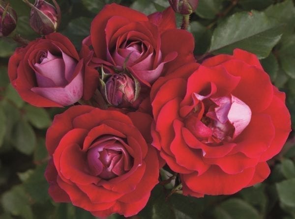 Closeup; 'Take it Easy®' rose, velvety dark-red flowers w/ pink reverse