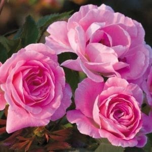 'Wedding Party' rose; delicate lavender-pink 3.5 inch flowers