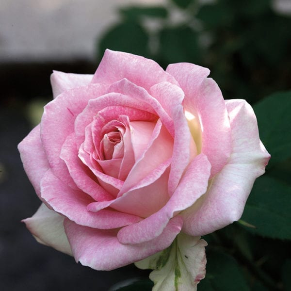 Closeup; 'Painted Porcelain™' rose, pink blooms with white and cream reverse
