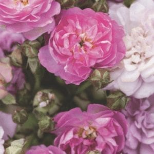 Closeup;  'Pretty Polly Lavender' rose with pastel lavender flowers in clusters